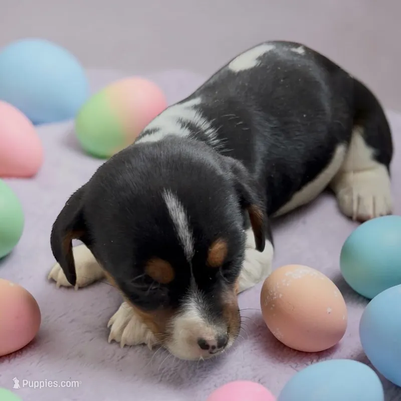Janie – Jack Russell Terrier puppy for sale in Edwardsburg, MI