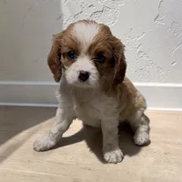 Cammy, a female Cavalier King Charles Spaniel for sale in Edwardsburg, MI – 2 of 2