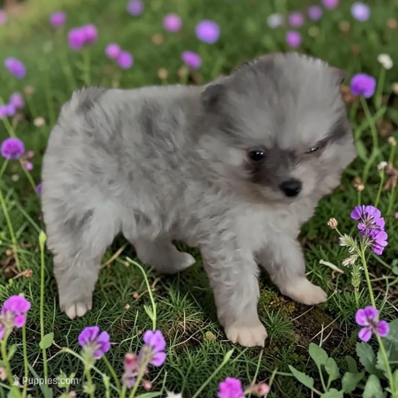 Marty – Pomeranian puppy for sale in Edwardsburg, MI