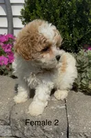 Coral, a female Coton de Tulear for sale in Edwardsburg, MI – 2 of 6