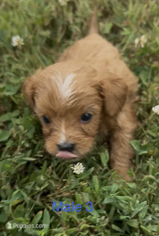 Caleb – Cavapoo puppy for sale in Edwardsburg, MI