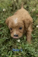 Caleb, a male Cavapoo for sale in Edwardsburg, MI – 1 of 3
