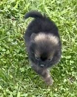 Prissy , a female Pomeranian for sale in Edwardsburg, MI – 3 of 4