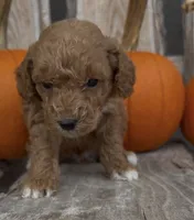 Maverick , a male Miniature Goldendoodle for sale in Edwardsburg, MI – 3 of 3