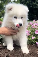 Litter of samoyeds, a male Samoyed for sale in Edwardsburg, MI – Photo 4 of 4
