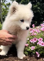 Litter of samoyeds, a male Samoyed for sale in Edwardsburg, MI – Photo 3 of 4