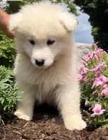 Litter of samoyeds, a male Samoyed for sale in Edwardsburg, MI – Photo 2 of 4