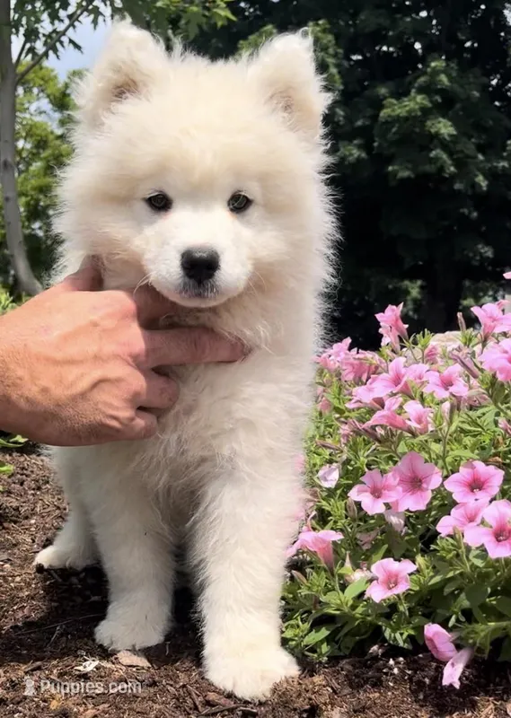 Litter of samoyeds