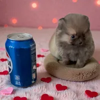 Petunia, a female Pomeranian for sale in Edwardsburg, MI – Photo 2 of 2