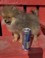 Petunia, a female Pomeranian for sale in Edwardsburg, MI – 4 of 4