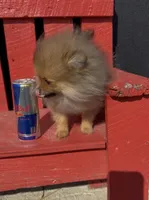 Petunia, a female Pomeranian for sale in Edwardsburg, MI – 3 of 4