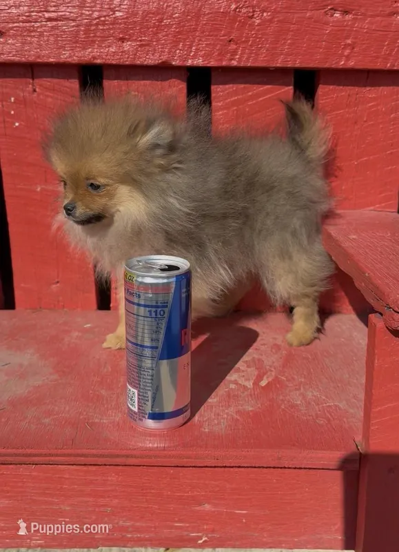 Petunia – Pomeranian puppy for sale in Edwardsburg, MI