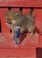 Petunia, a female Pomeranian for sale in Edwardsburg, MI – 1 of 4