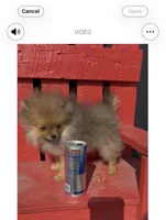 Petunia, a female Pomeranian for sale in Edwardsburg, MI – 2 of 4