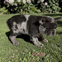 REDUCED Franny, a female French Bulldog for sale in Edwardsburg, MI – 2 of 2