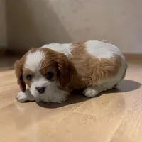 Clyde , a male Cavalier King Charles Spaniel for sale in Edwardsburg, MI – 2 of 2