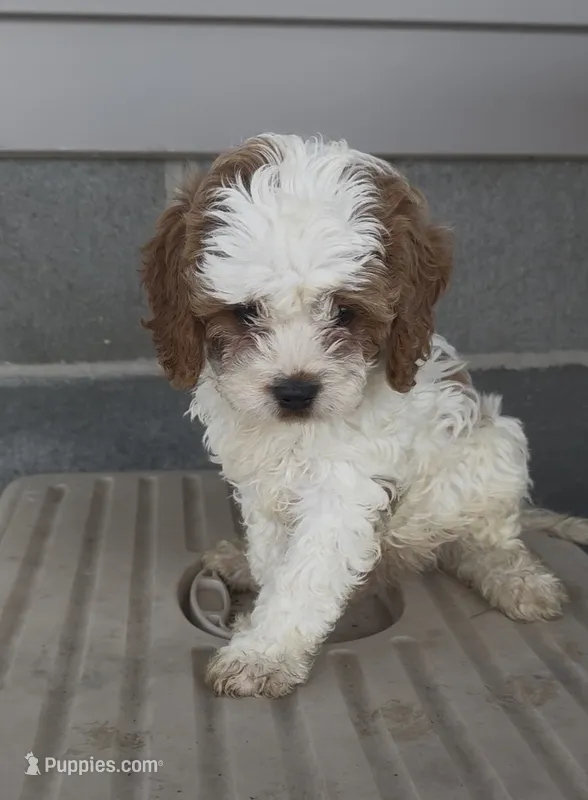 REDUCED Cubby – Cavapoo puppy for sale in Edwardsburg, MI