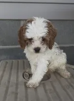 REDUCED Cubby, a male Cavapoo for sale in Edwardsburg, MI – 1 of 2