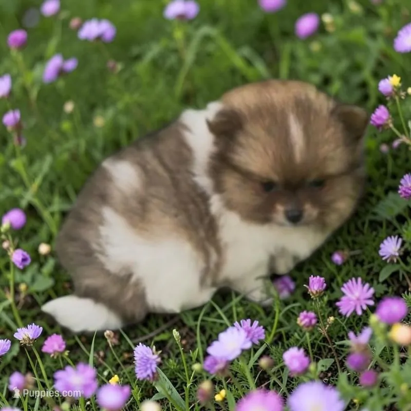 Posie – Pomeranian puppy for sale in Edwardsburg, MI