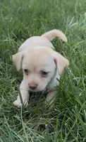 Chico, a male Chihuahua for sale in Edwardsburg, MI – 2 of 4