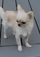 Chiquita, a female Chihuahua for sale in Edwardsburg, MI – 3 of 4