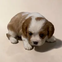 Caine, a male Cavalier King Charles Spaniel for sale in Edwardsburg, MI – 2 of 2