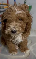 Pinky, a female Poodle - Miniature  for sale in Edwardsburg, MI – 2 of 2