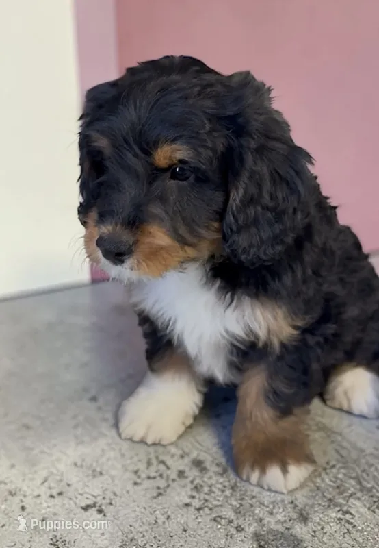 Betty Boop – Bernedoodle puppy for sale in Edwardsburg, MI