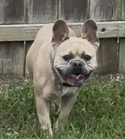 Felix, a male French Bulldog for sale in Edwardsburg, MI – 3 of 3