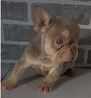 Isabella, a female French Bulldog for sale in Edwardsburg, MI – Photo 2 of 3