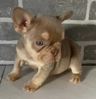 Isabella, a female French Bulldog for sale in Edwardsburg, MI – Photo 1 of 3