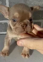 Isabella, a female French Bulldog for sale in Edwardsburg, MI – Photo 3 of 3