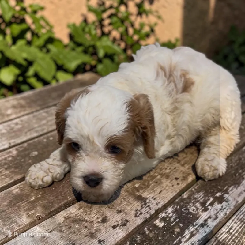 REDUCED Cubby – Cavapoo puppy for sale in Edwardsburg, MI