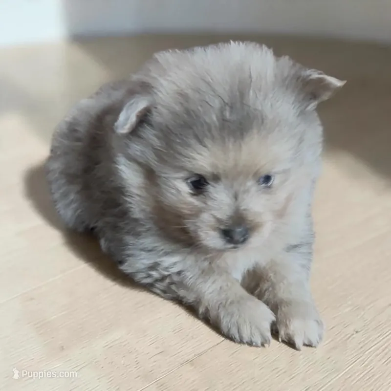 Petey  – Pomeranian puppy for sale in Edwardsburg, MI