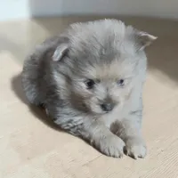Petey , a male Pomeranian for sale in Edwardsburg, MI – 1 of 1