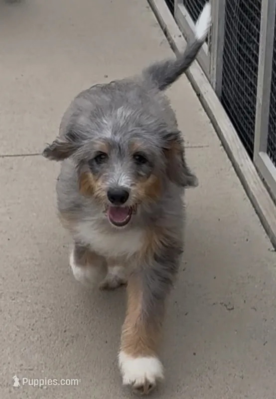 Bernie – Bernedoodle puppy for sale in Edwardsburg, MI