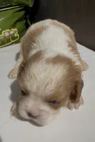 Caine, a male Cavalier King Charles Spaniel for sale in Edwardsburg, MI – 3 of 4