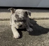 Frank, a male Frenchton for sale in Edwardsburg, MI – 1 of 2