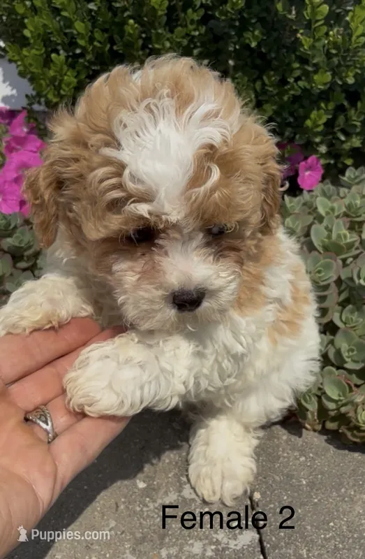 Coral – Coton de Tulear puppy for sale in Edwardsburg, MI