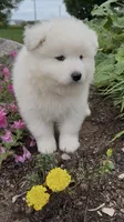 Sammy, a male Samoyed for sale in Edwardsburg, MI – 3 of 3