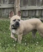 Felix, a male French Bulldog for sale in Edwardsburg, MI – 2 of 3