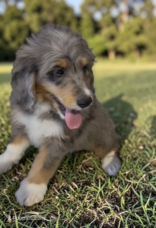 Bernie – Bernedoodle puppy for sale in Edwardsburg, MI
