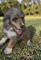 Bernie, a male Bernedoodle for sale in Edwardsburg, MI – 1 of 2