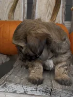 Star, a female Shihpoo for sale in Edwardsburg, MI – 2 of 3