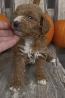 Maple, a female Miniature Goldendoodle for sale in Edwardsburg, MI – 3 of 3