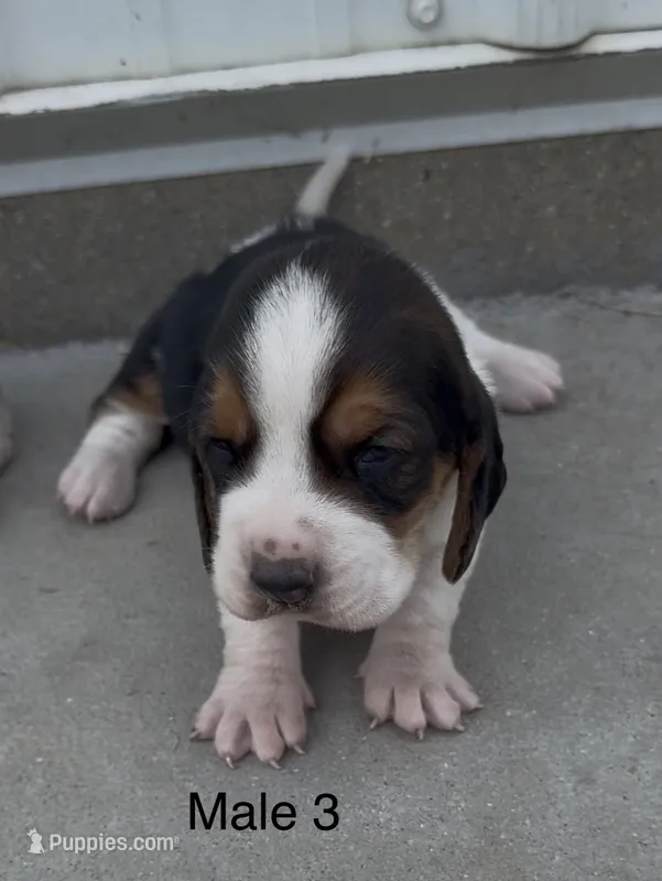 Bruiser – Basset Hound puppy for sale in Edwardsburg, MI