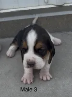 Bruiser, a male Basset Hound for sale in Edwardsburg, MI – 1 of 3