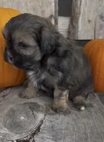 Stella, a female Shihpoo for sale in Edwardsburg, MI – 3 of 4