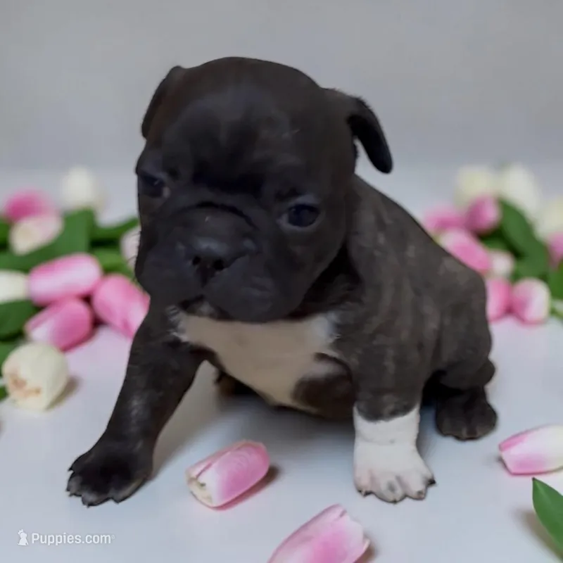Peanut – Frenchton puppy for sale in Edwardsburg, MI