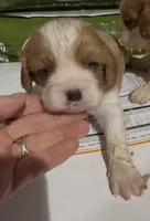Caine, a male Cavalier King Charles Spaniel for sale in Edwardsburg, MI – 2 of 4